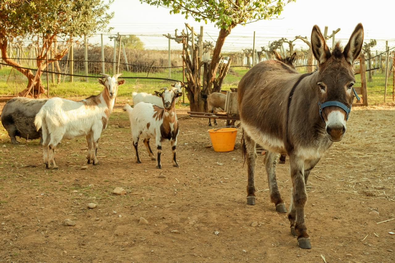 Azienda Agrituristica Il Pago Nova Siri Marina Exteriér fotografie
